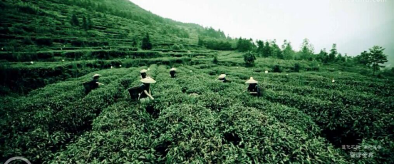 茶園宣傳片，廣告宣傳片